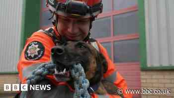 'Livewire' Luna the rescue dog enjoying new role