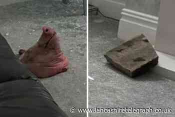 Pig’s head and brick thrown into Muslim home in Blackburn