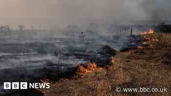 Beef trade risks key Brazil ecosystem - campaigners