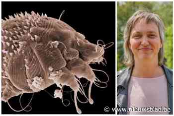 Vermoeden van schurft vastgesteld bij kindje in Leuvense crèche: “We vragen waakzaamheid, zonder te panikeren”