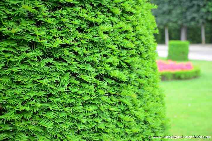 Hecke als natürliche Grundstücksabgrenzung und Sichtschutz für Unternehmen