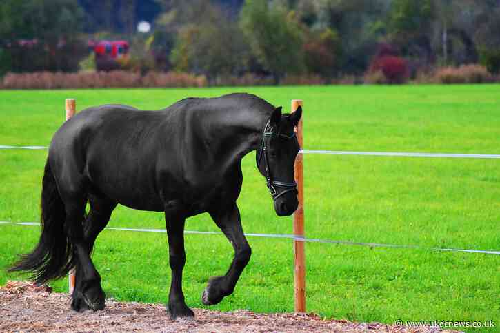 Debt ridden TV Celebrity has horse seized by Bailiffs