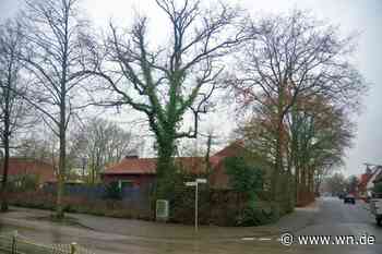 13 Eichen sollen fallen: Kritik an geplanten Baumfällungen