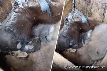 Zeldzame verschijning: boommarters ‘kraken’ uilenkast in Retie