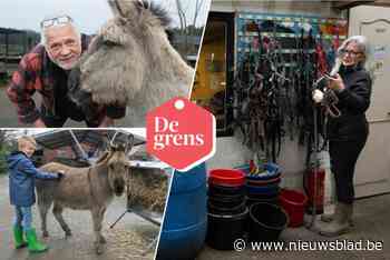 DE GRENS. Stichting De Ezelshoeve tovert trieste verhalen om in mooie: “Wel toename in wat we ‘scheidingsezels’ noemen”