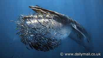 From fighting fish to haunting whale skeletons and swimming monkeys: The spellbinding winners of the 2024 Underwater Photographer of the Year revealed