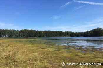 Vlaams project voor herstel Kraenepoel gaat van start: “Zeldzame Europese topnatuur is aan het verdwijnen”
