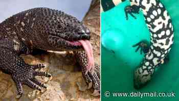 Experts warn pet Gila monsters can 'bite at any time' - as a Colorado man, 34, dies in first fatal incident in 94 years