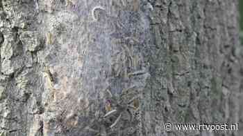 De faillissementen: verdelger van jeukrupsen, bouwbedrijf en internetbureau