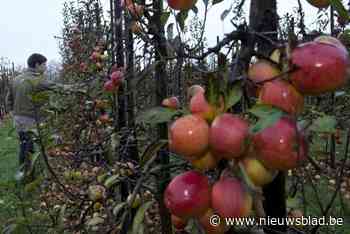 Landbouwer en twee oprichters van ‘uitzendbureau’ veroordeeld voor mensenhandel: “Ze lieten de arbeiders leven in containers”