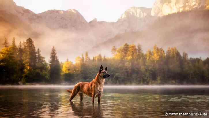 Happy End für Problemhund Buddy: Neues Zuhause dank unglaublicher Pflegeeltern