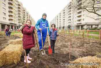 Luchtbal wordt een stukje groener dankzij aanplanting van ‘tiny forest’: 980 nieuwe bomen en struiken in de wijk