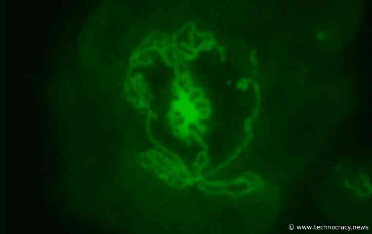 Transhuman Scientists Grow Testicles In Laboratory