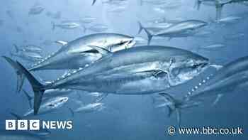 Mystery over persistent mercury levels in tuna