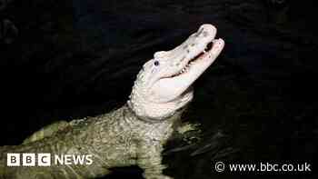US zoo extracts 70 coins from white alligator