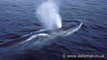 Fin whales that weigh 160,000lbs and grow to 90ft are now living year-round in the waters of New York and New Jersey - here are the best vantage points to see one