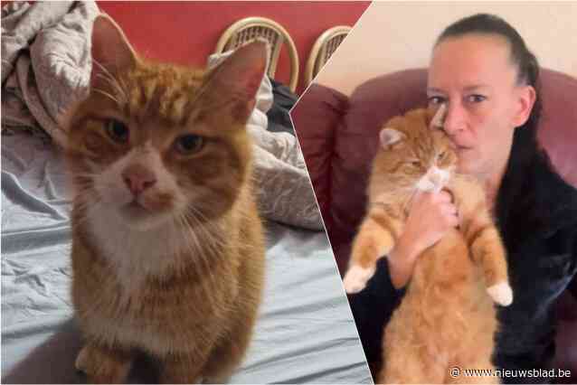 Jessy (42) kan na 1,5 jaar haar geliefde kater Rosse opnieuw in de armen sluiten: “Dook 40 kilometer van huis plots op”
