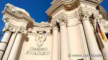 Bioparco, il Comune finanzia una nuova “foresta tropicale”: sarà grande due ettari