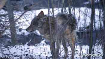 It's mating season for coyotes. Here's how to limit encounters and stay safe