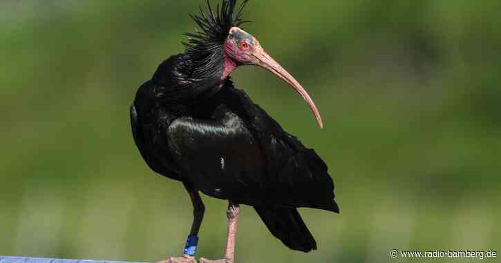 Zwei weitere Waldrappe aus Nürnberg leben nun in Andalusien