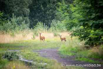Demir eist onderzoek naar kap van 22 hectare bos in Klaverberg