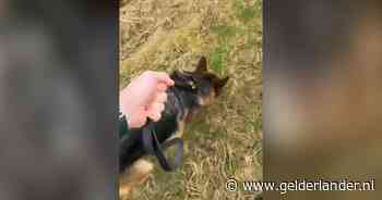 Doodsbange, jonge herdershond twee keer in korte tijd gered van drukke N18