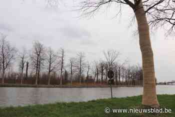 Waarom de bomen in Breese kanaalkom een jasje krijgen