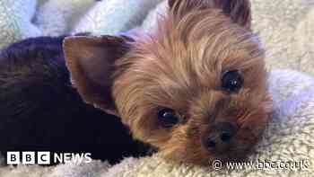 Families' shock as cost to take pets abroad hiked