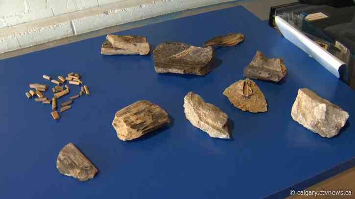 Dinosaur fossils discovered in a box at a Calgary Goodwill