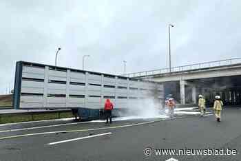 Meerdere varkens overleden nadat vrachtwagen klapband krijgt en in brand vliegt