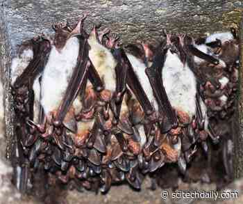 Swarming Secrets: Bat ‘Nightclubs’ Hold the Key to Preventing Future Viral Outbreaks