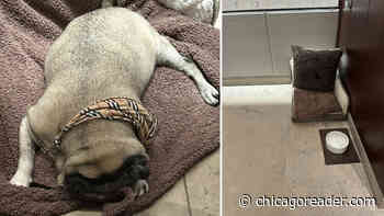 Best pug life in Chicago