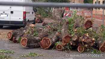 Rami degli alberi, sì al riutilizzo dopo la potatura: il Campidoglio prepara una nuova delibera