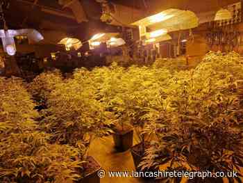 Cannabis farm worth up to £75k found by police in Nelson