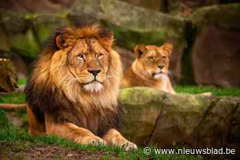 Leeuwenkoning uit Zoo Antwerpen verhuist naar Bellewaerde: “Ook voor ons is dit slikken”