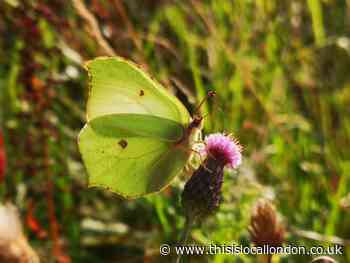 Wild Things: Butterfly delight