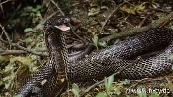 Hilfe gegen Giftschlangen: Forschern gelingt großer Schritt zum Universalgegengift