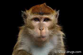 U.S. Safety Protocols Stopped TB in Imported Lab Monkeys From Spreading to Humans