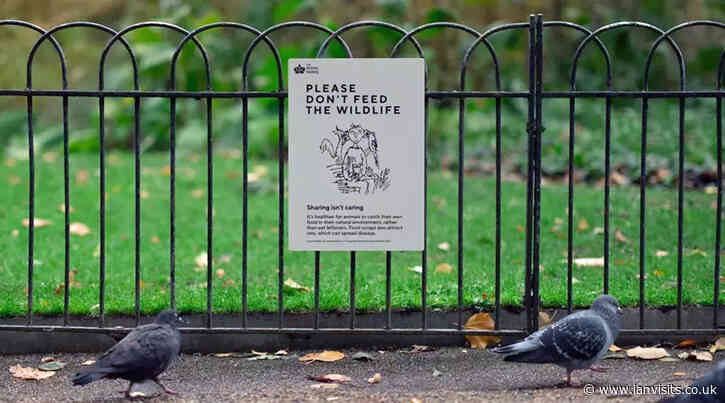 Whimsical Warnings: The Royal Parks asks Sir Quentin Blake to help improve park etiquette