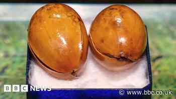 Acorns stolen after John and Yoko planting found