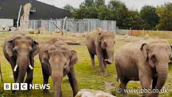 Zoo collects glittery elephant poo for new study