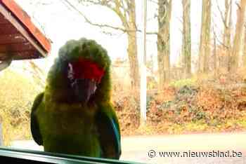 Uitstapje van vermiste papegaai uit Pairi Daiza eindigt 30 kilometer verderop: “Gelukkig hebben we hem gevangen voor de storm losbrak”