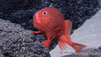 'Mind-blowing' deep sea expedition uncovers more than 100 never-before-seen species and a huge underwater mountain off the coast of Chile