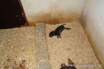 Gaia dient klacht in tegen hondenkennel: “Stank zo extreem dat ogen van inspecteurs begonnen te tranen”