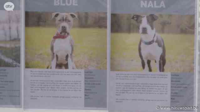 Dierenasiel Het Blauwe Kruis wil strengere regels voor ‘powerbreeds’