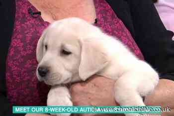 This Morning viewers in tears as they name 'adorable' new ITV puppy