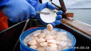 Canadian scallop quota valued at $200M sells to 3 Nova Scotia companies