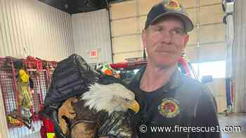 Photo of the Week: Mo. bald eagle rescue