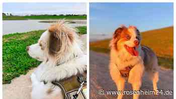 „Lulu“ ist kein gewöhnlicher Hund – Trotz Handicap begeistert die Hündin Millionen Menschen