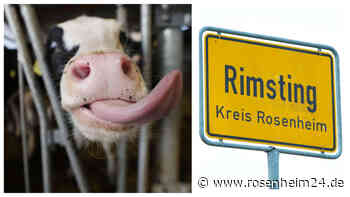 Horrorstall von Rimsting: Landwirt muss in Rosenheim vor Gericht